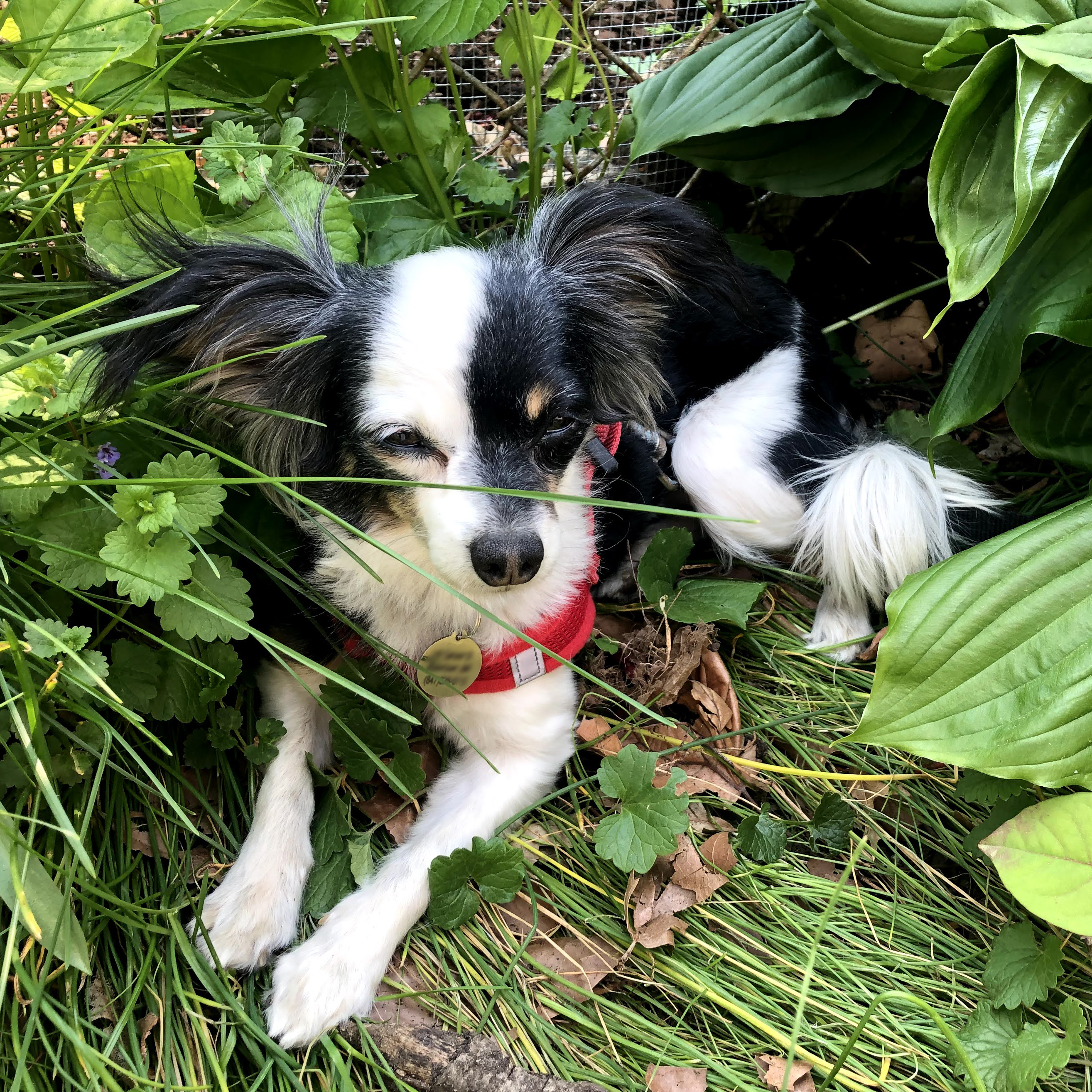 photo of a tiny dog, chihuaha and papillon mix. She has large black ears and a white stripe down the center of her face